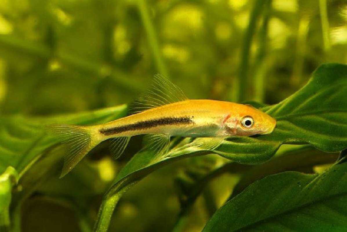 Algae Eater
