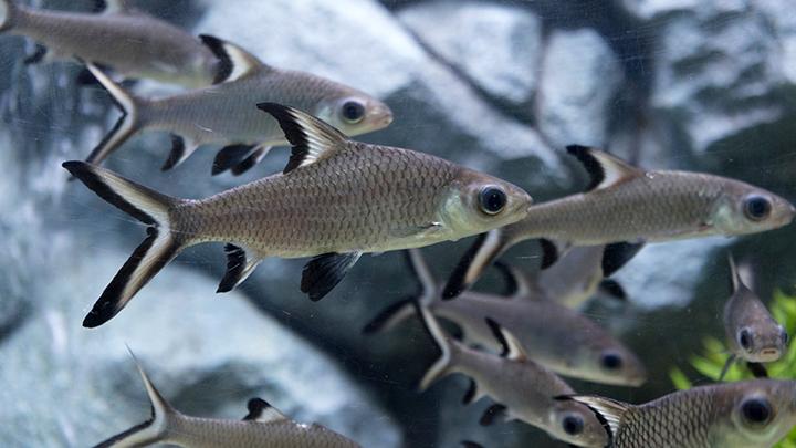 Bala Shark
