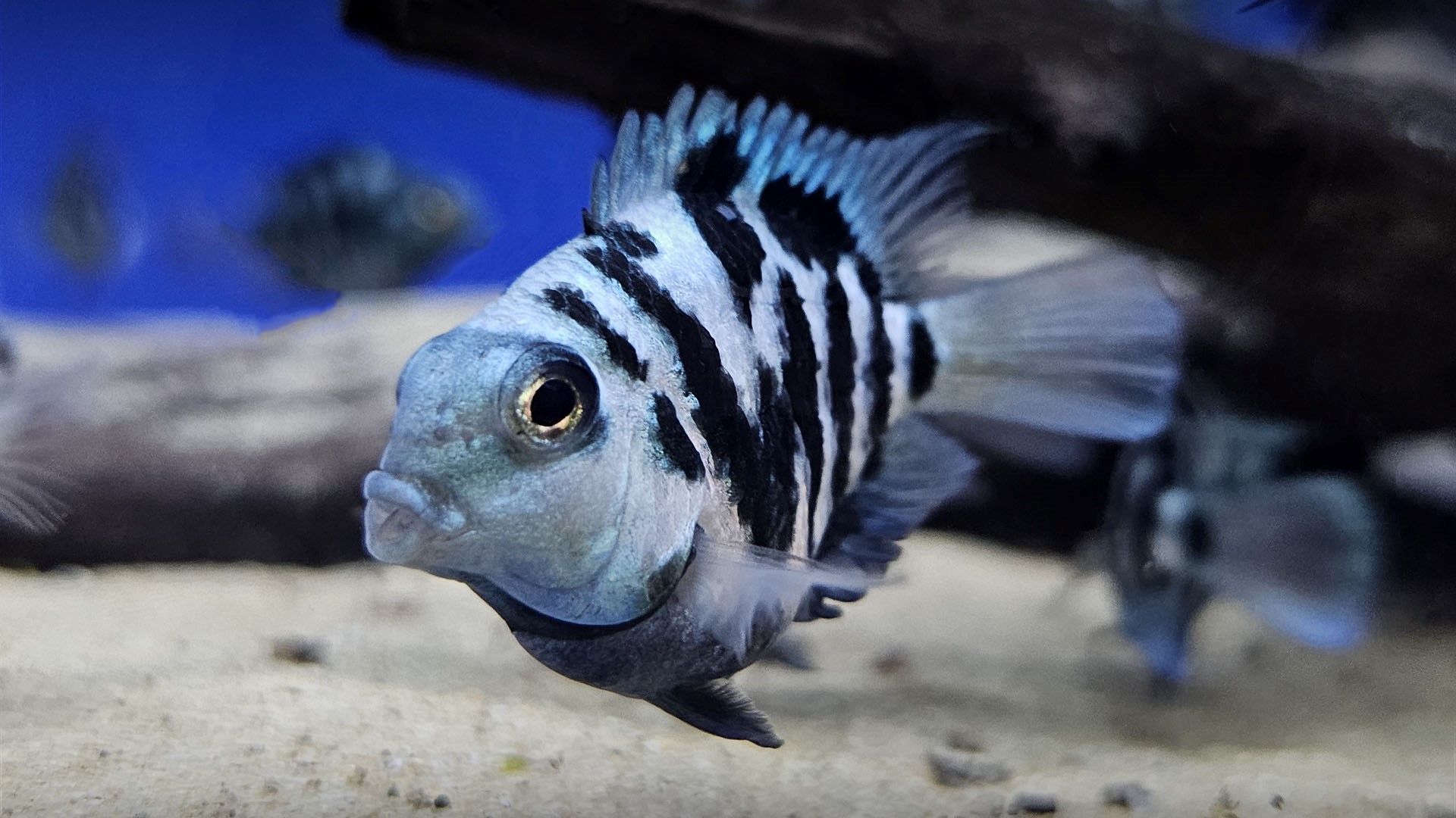 Blue Polar