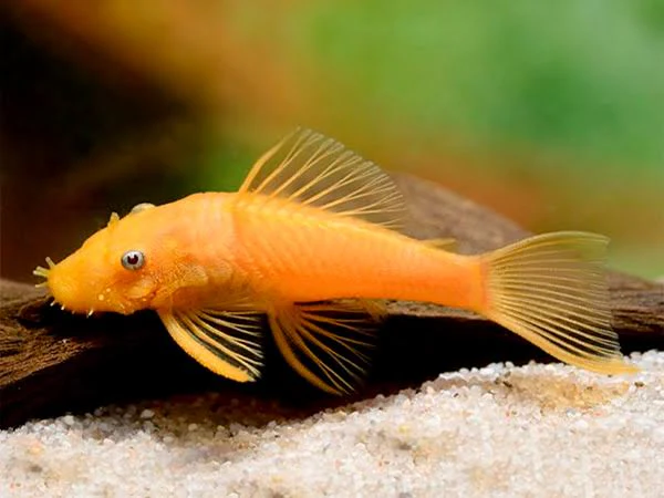 Brushmouth Albino