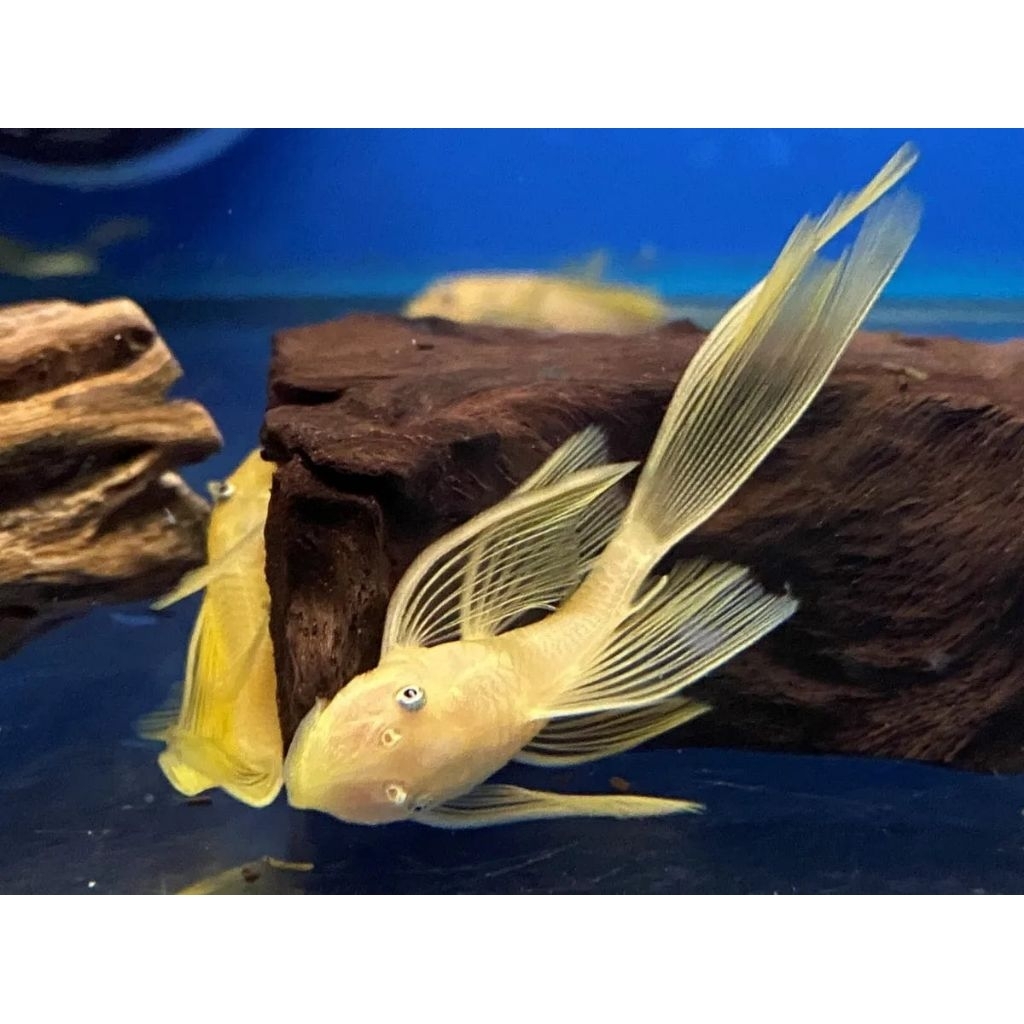 Brushmouth Slayer Albino