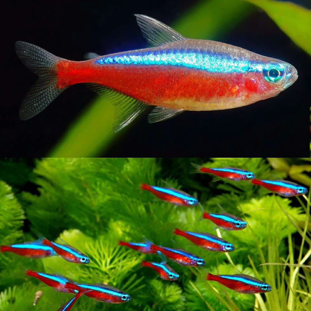 Cardinal Tetra