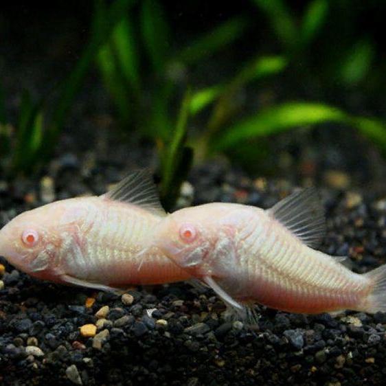 Corydoras Albino