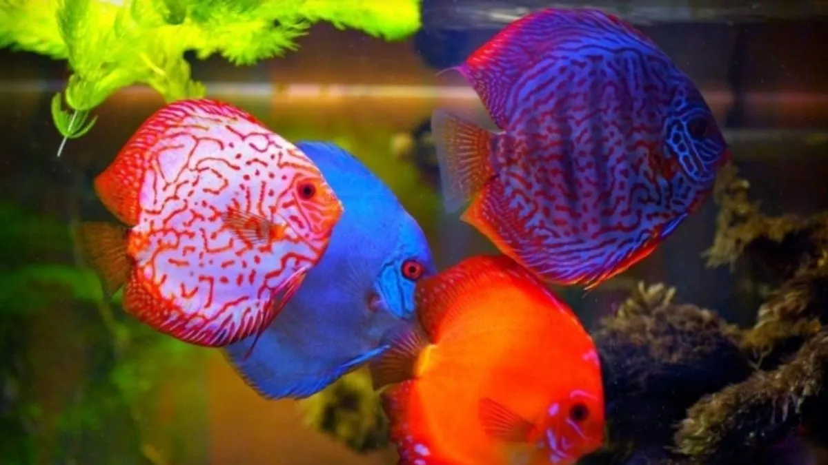 Discus