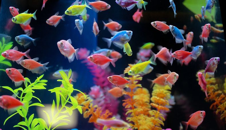 Glofish