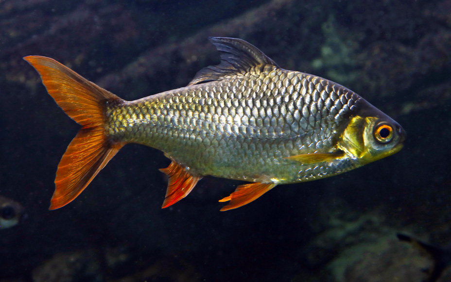 Kaviat