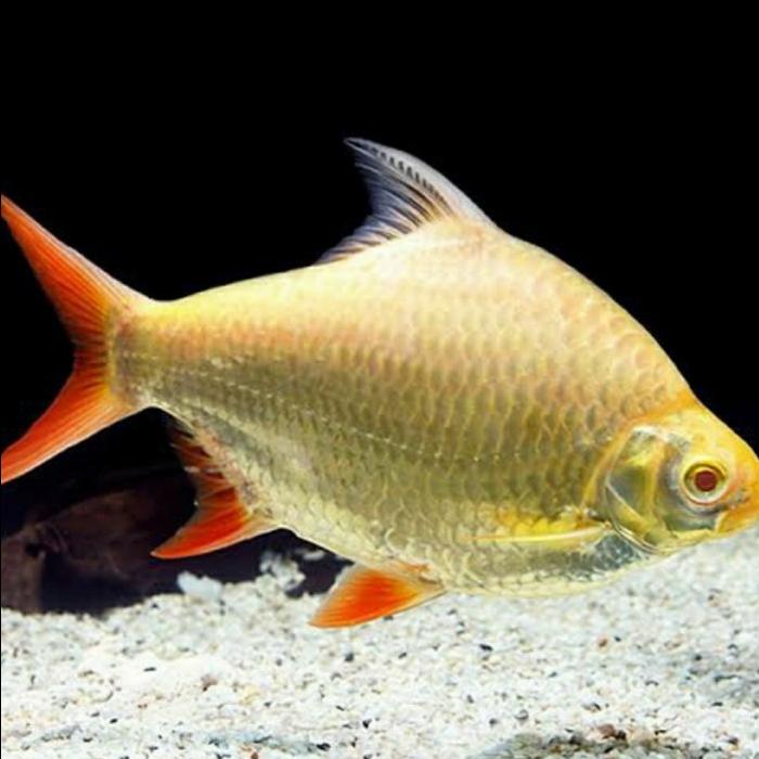 Kaviat Albino