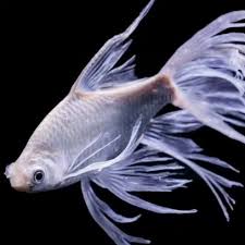 Kaviat Slayer Albino