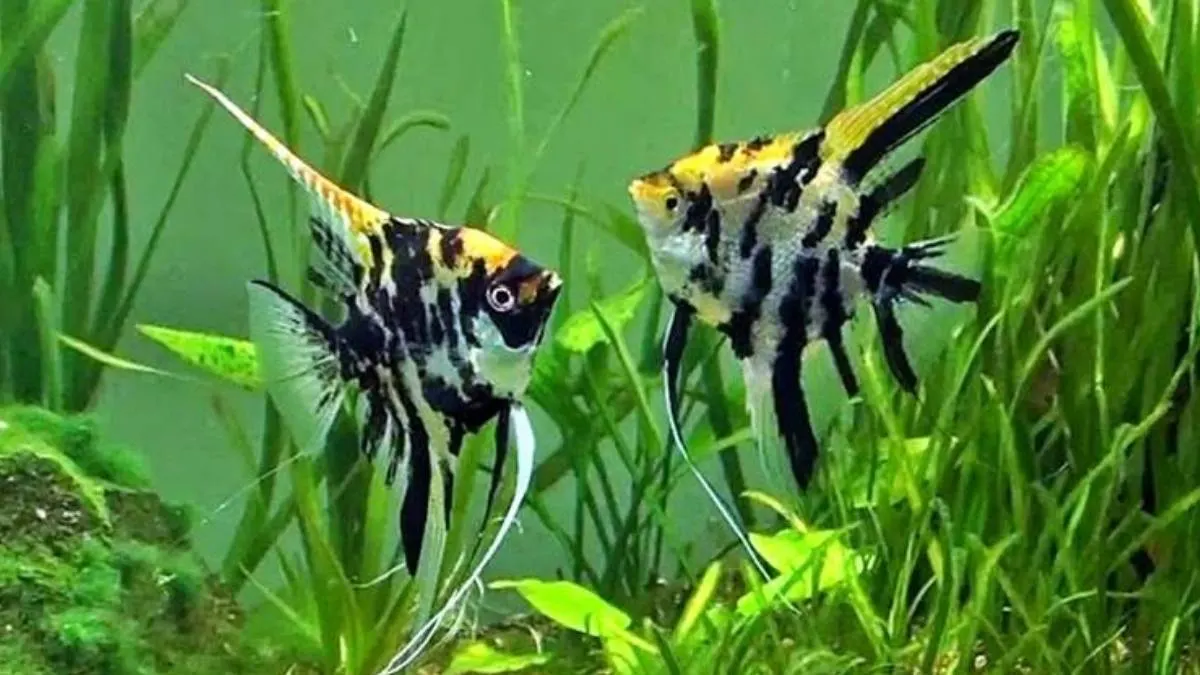Manfish