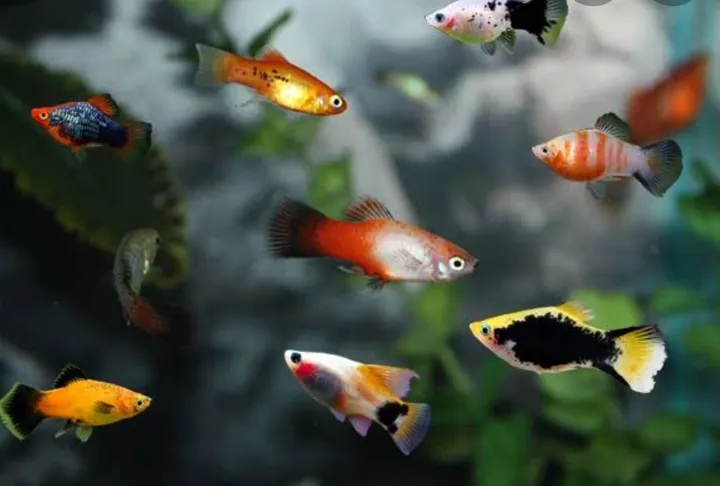 Platy