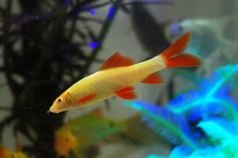 Redfin Shark Albino