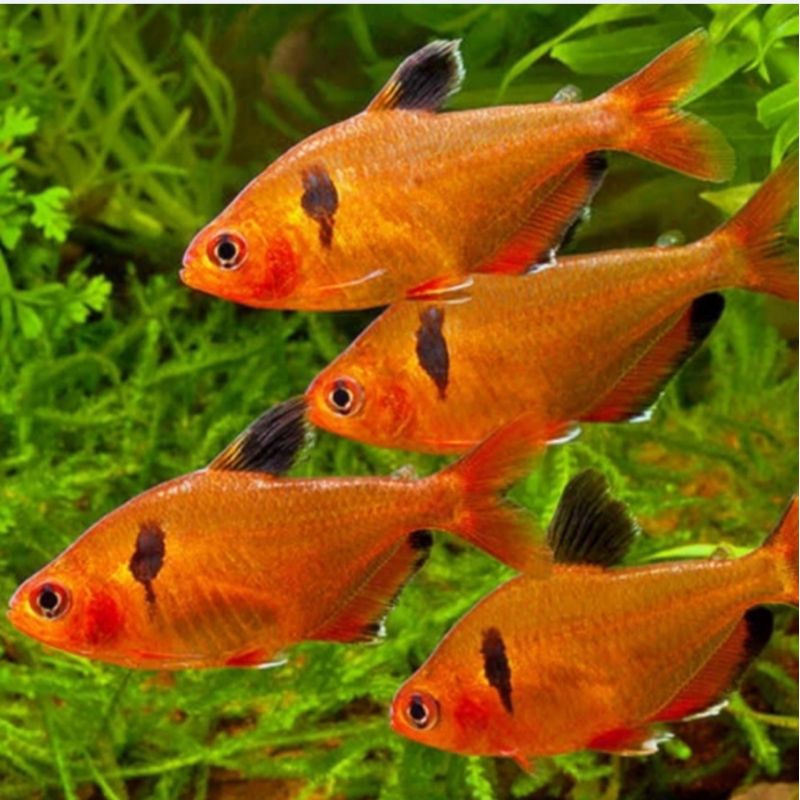 Serpe Tetra
