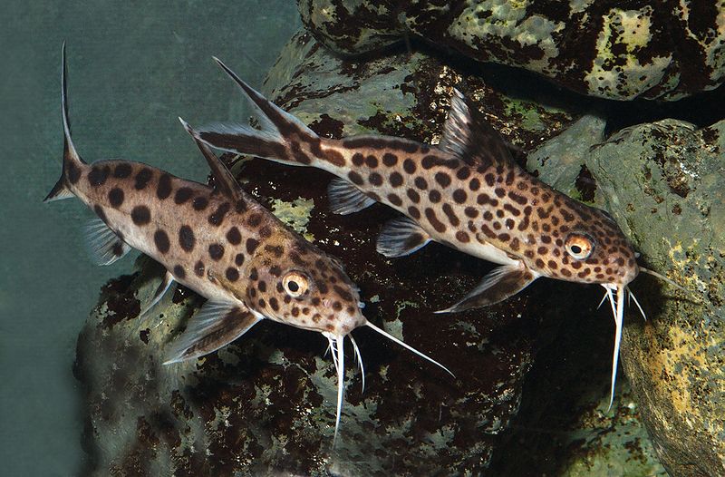 Synodontis Catfish